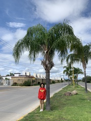 Cocoseae