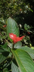 Palicourea tomentosa