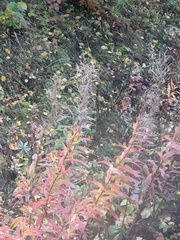 Chamaenerion angustifolium