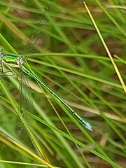 Lestes virens