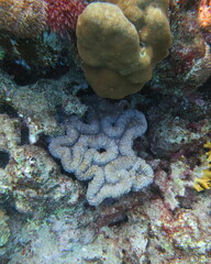 Lobophyllia