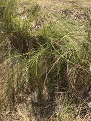 Sporobolus pumilus