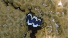 Tridacna