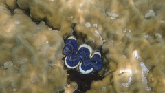 Tridacna