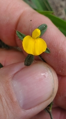 Stylosanthes biflora