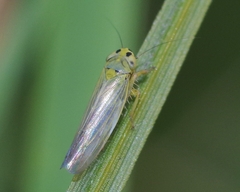 Cicadula quadrinotata