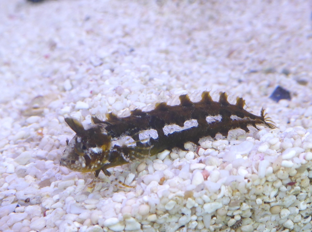 Mediterranean klipfish (Clinitrachus argentatus) — Clinidae