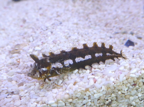 Mediterranean klipfish (Clinitrachus argentatus) — Clinidae