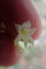 Melasphaerula graminea