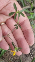 Stylosanthes biflora