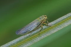 Cicadula quadrinotata