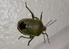 Chlorochroa ligata