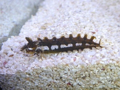 Clinitrachus argentatus