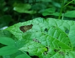 Callimormus juventus