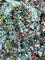 Cotoneaster divaricatus