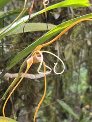 Maxillaria fractiflexa