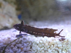 Clinitrachus argentatus