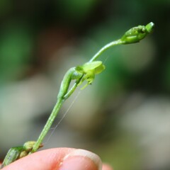 Peristylus aristatus