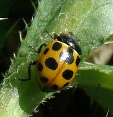 Ceratomegilla notata