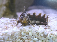 Clinitrachus argentatus