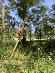 Scirpus hattorianus