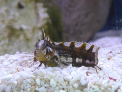 Clinitrachus argentatus