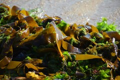 Undaria pinnatifida