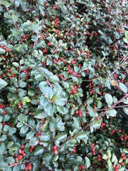Cotoneaster divaricatus