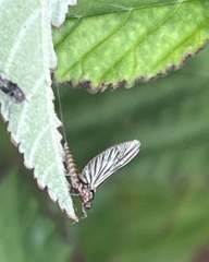 Callibaetis pictus