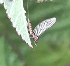 Callibaetis pictus
