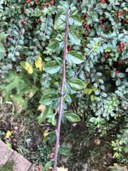 Cotoneaster divaricatus