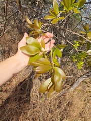 Ochna pulchra
