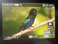 Boissonneaua jardini