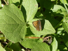Tharsalea mariposa