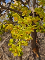 Ochna pulchra