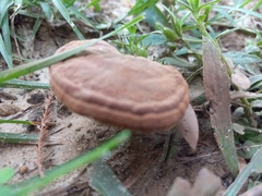 Ganoderma