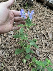 Scutellaria mellichampii