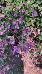 Lespedeza bicolor