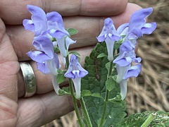 Scutellaria mellichampii
