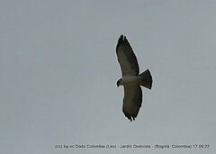 Buteo brachyurus