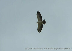 Buteo brachyurus