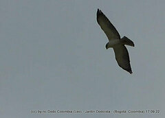 Buteo brachyurus