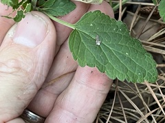 Scutellaria mellichampii