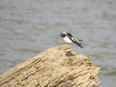 Tachycineta albiventer