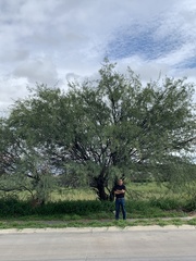 Prosopis juliflora