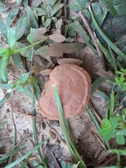 Ganoderma