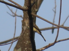 Empidonax