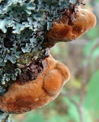 Phellinus pomaceus