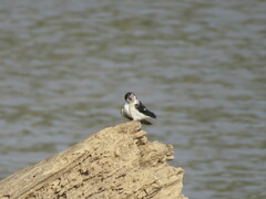 Tachycineta albiventer