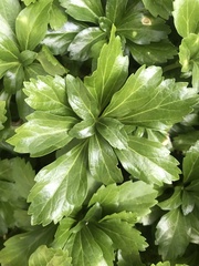 Pachysandra terminalis